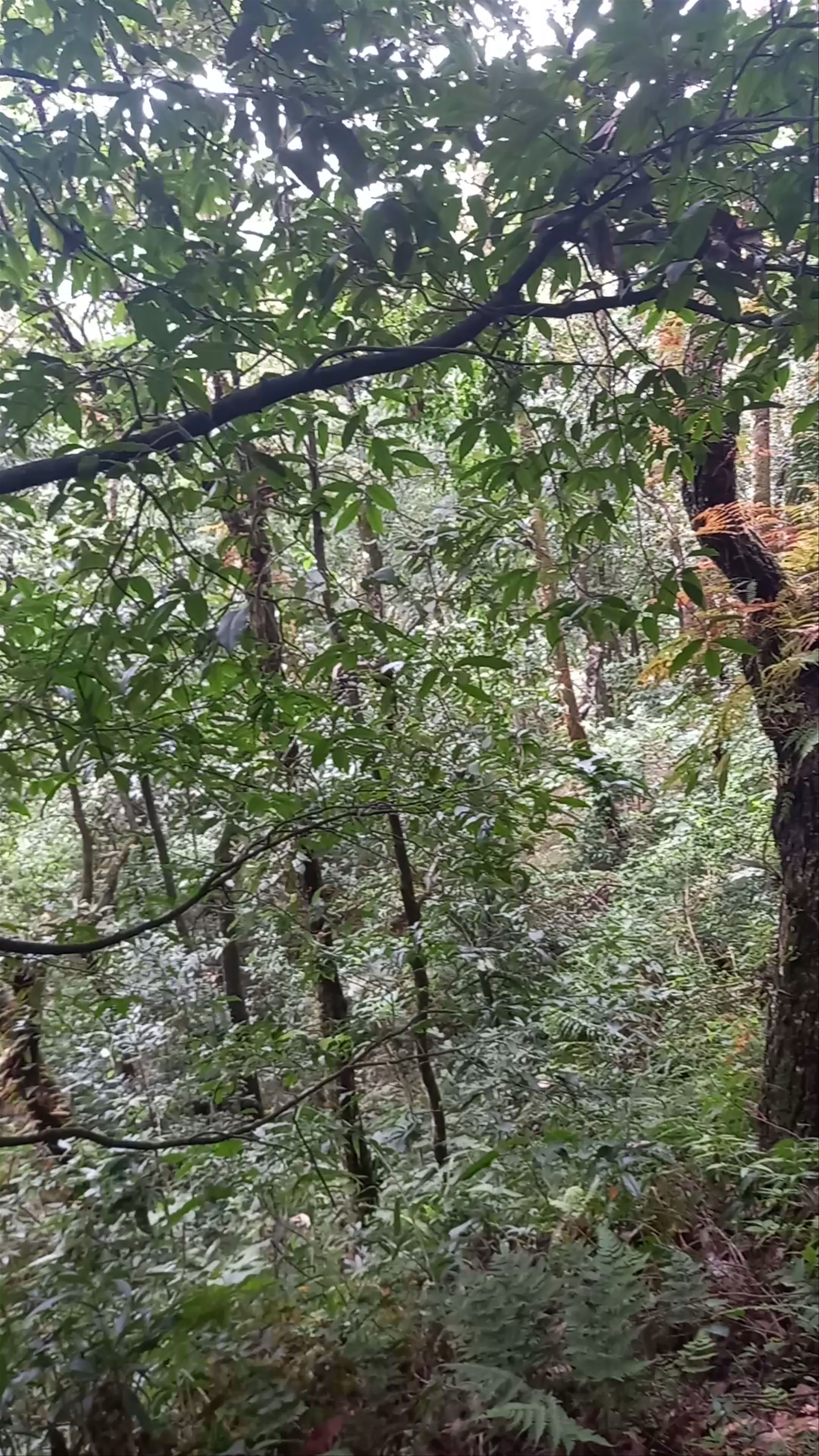 World Peace Biodiversity Garden