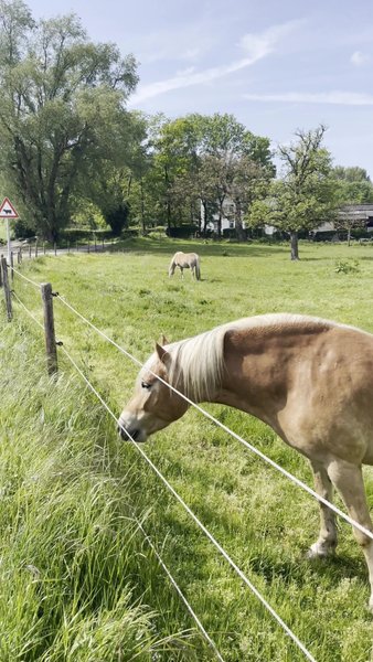 Photo of Walk through nature 
