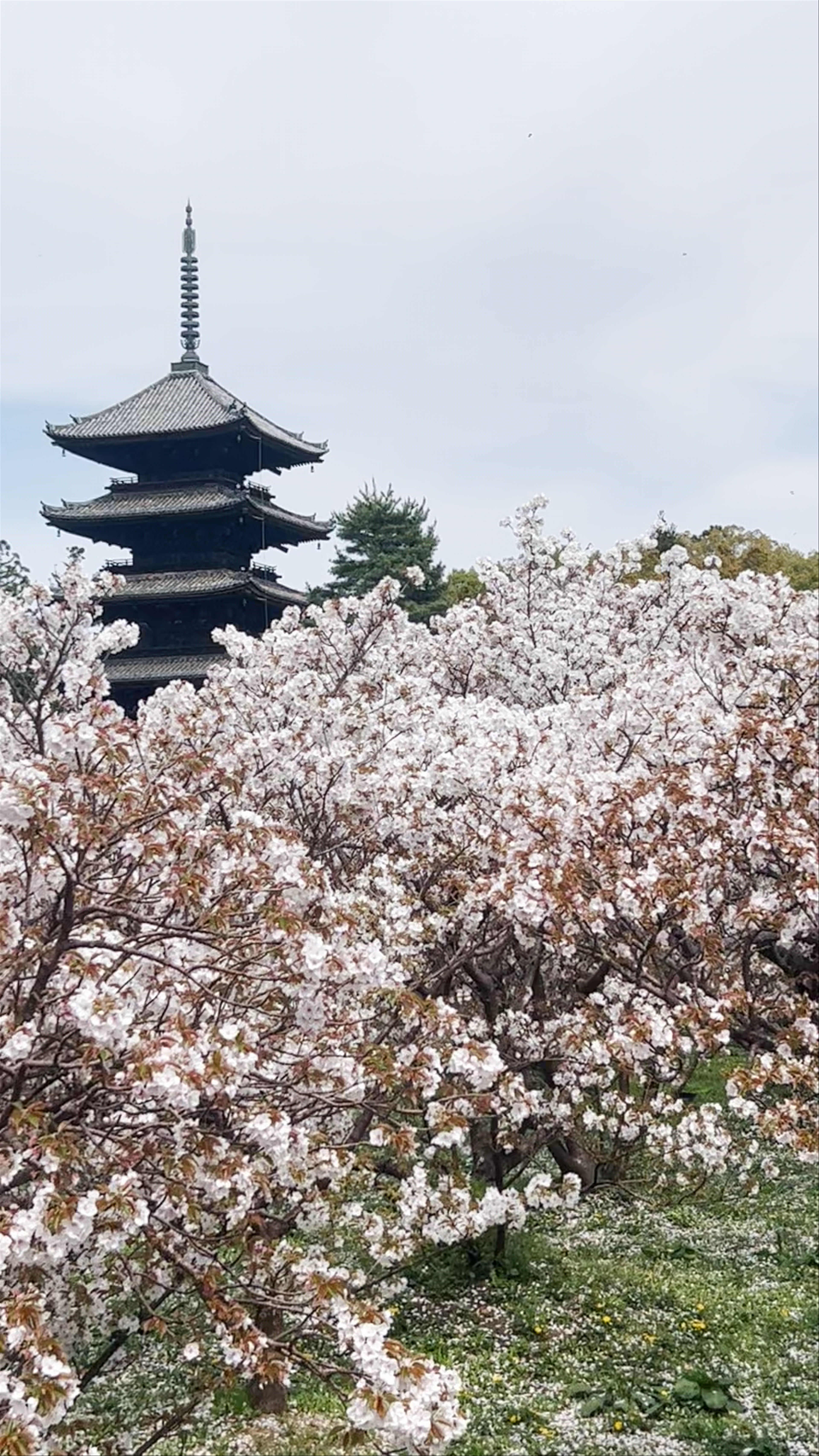 Ninnaji Temple Cherry Blossoms in Kyoto, Japan