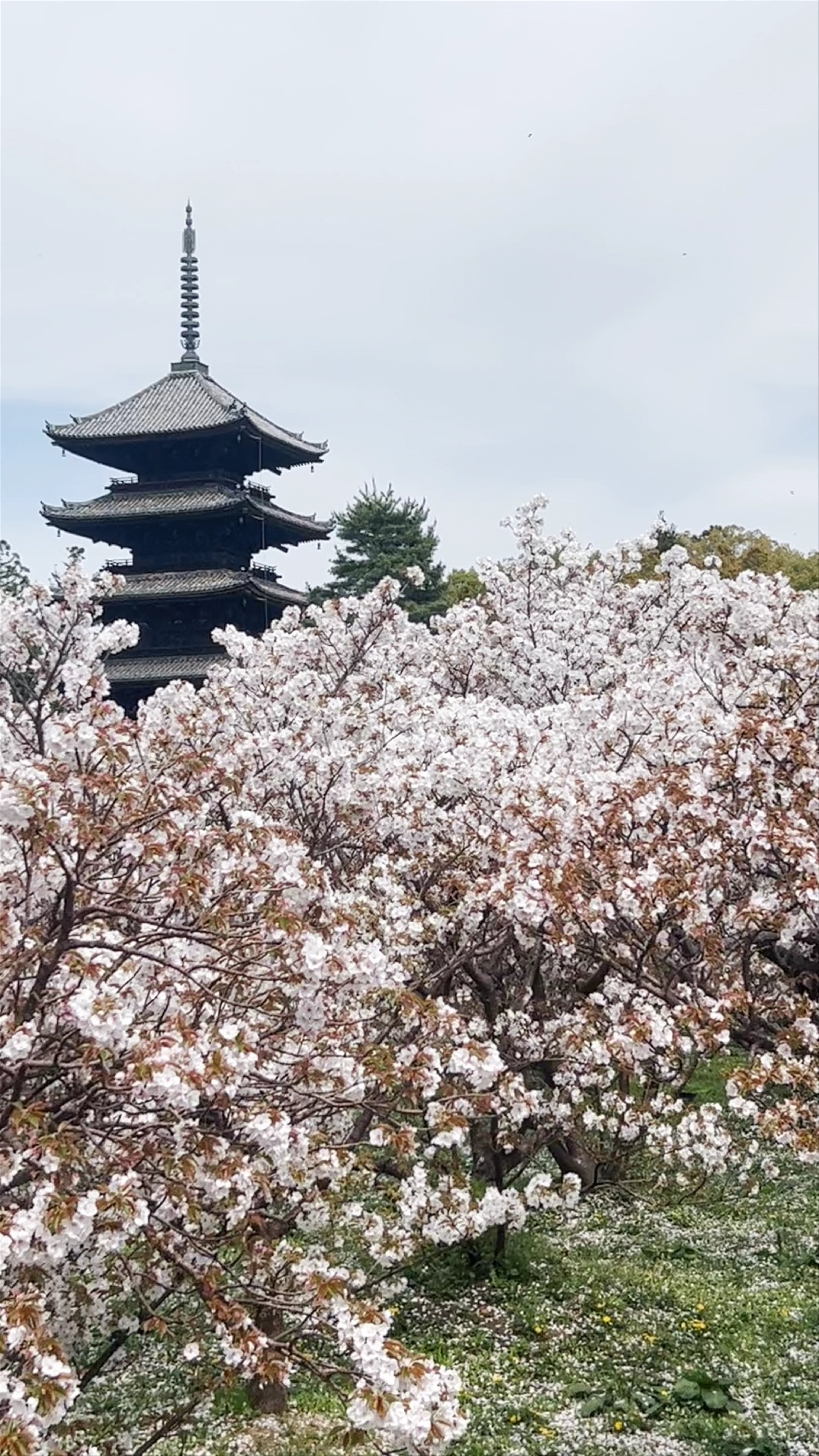 Ninnaji Temple
