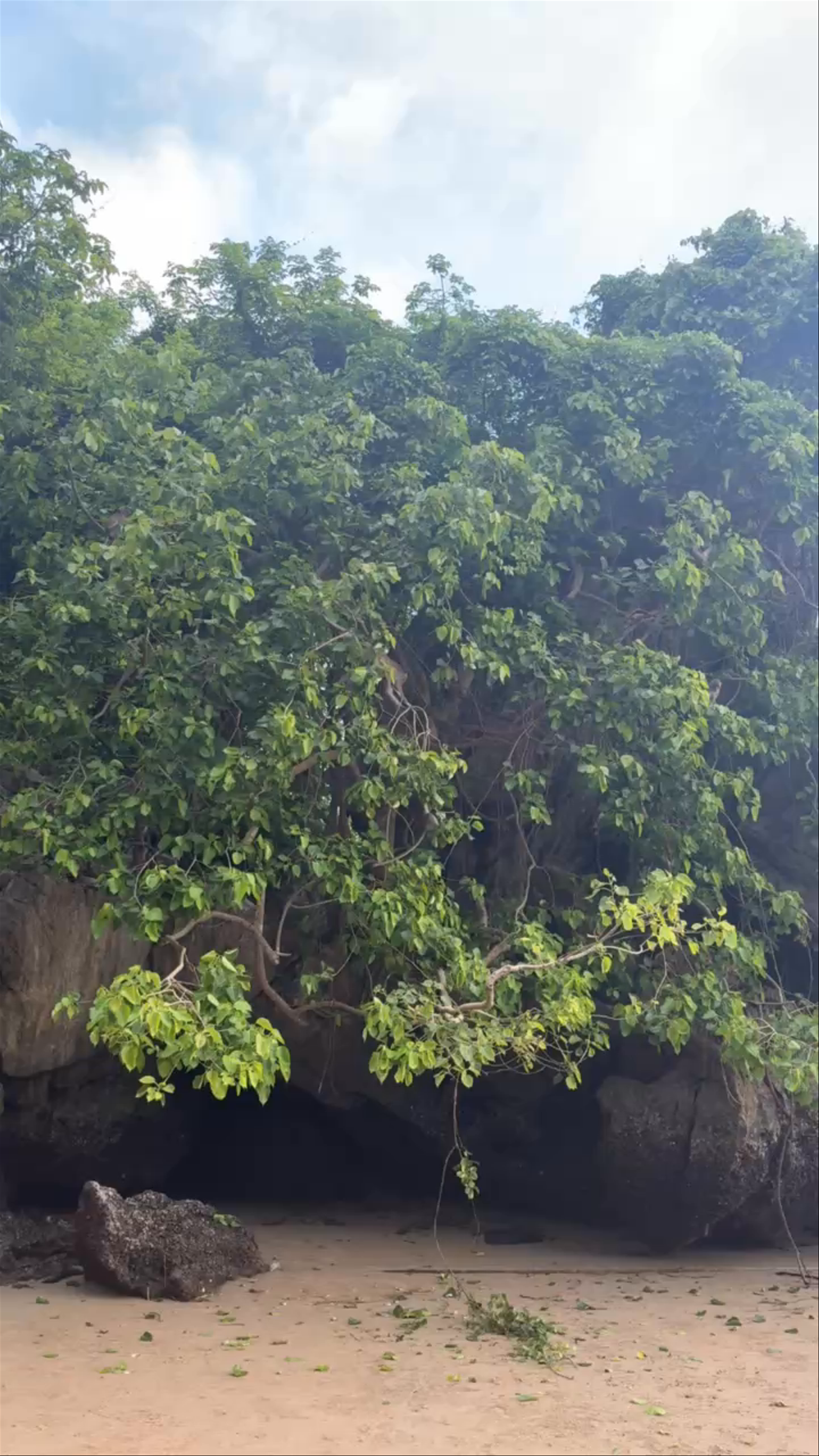 Mystical Green Canopy at Pai Plong Beach, Ao Nang