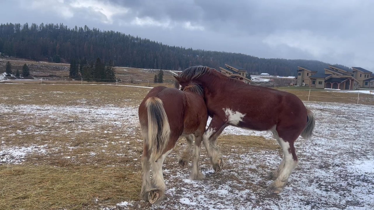 Clydesdale Outpost - Venues & Event Spaces Near Me - Whitefish, Montana