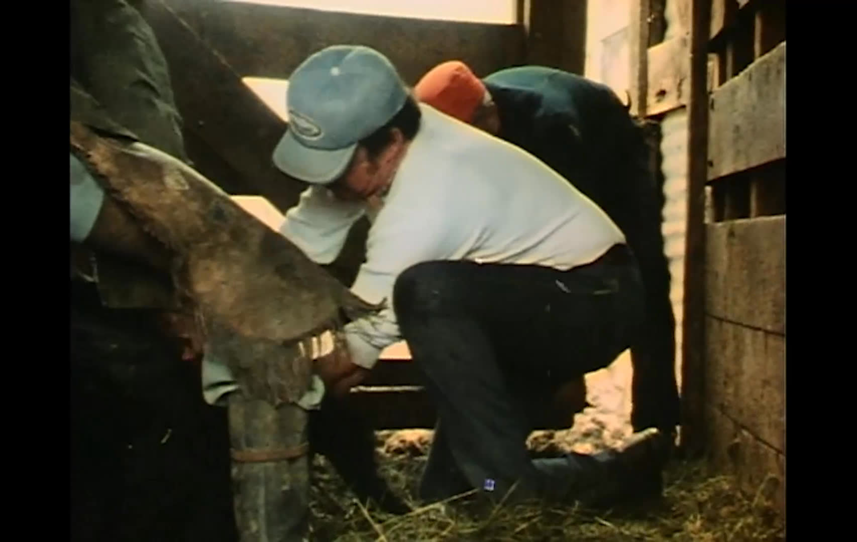 Ranchers monitor cattle in snowy winter conditions, then work in a barn to assist a cow struggling to give birth. They use ropes to help deliver the calf, aiming to protect both animals.
