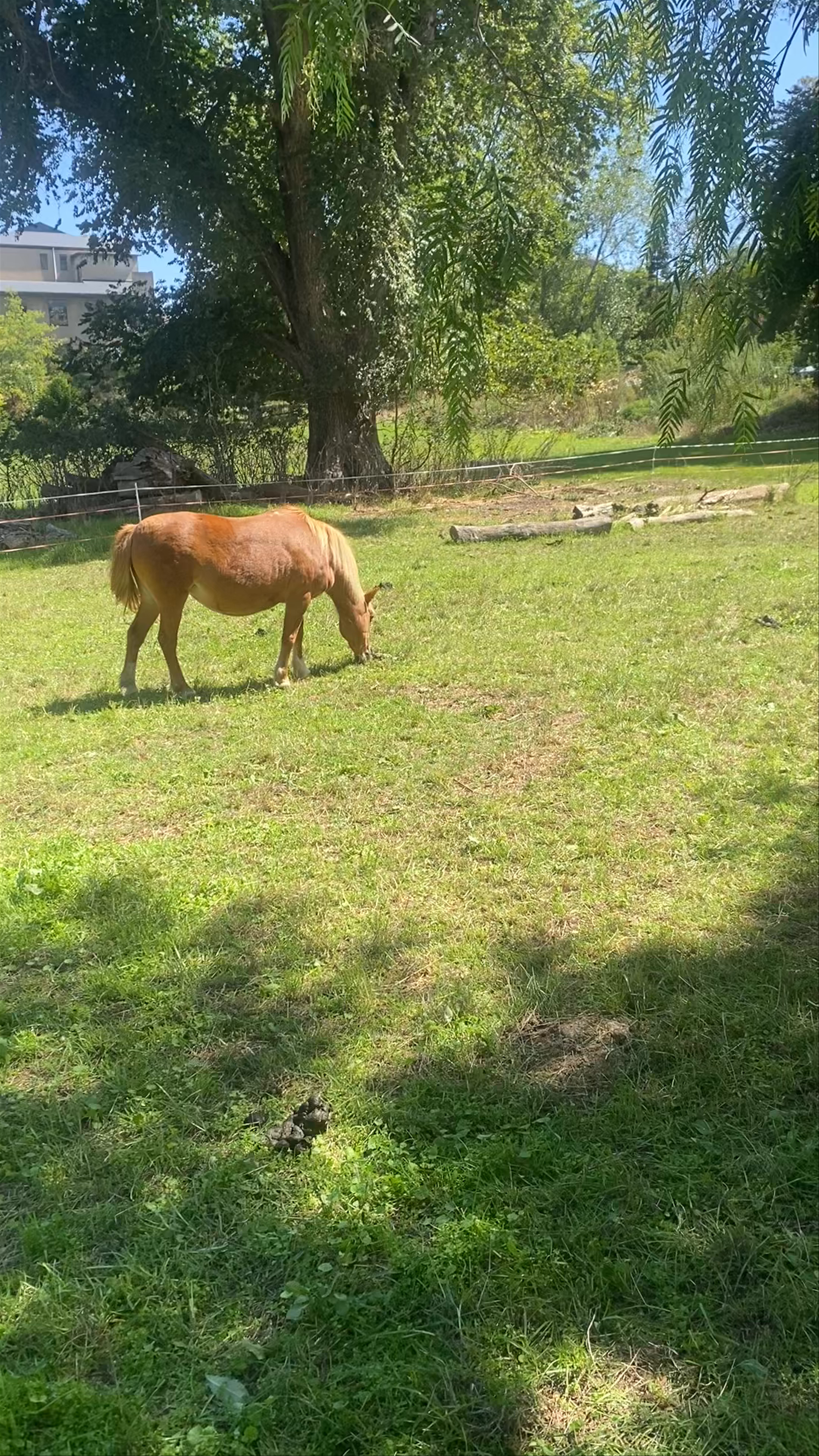 Collingwood Children's Farm
