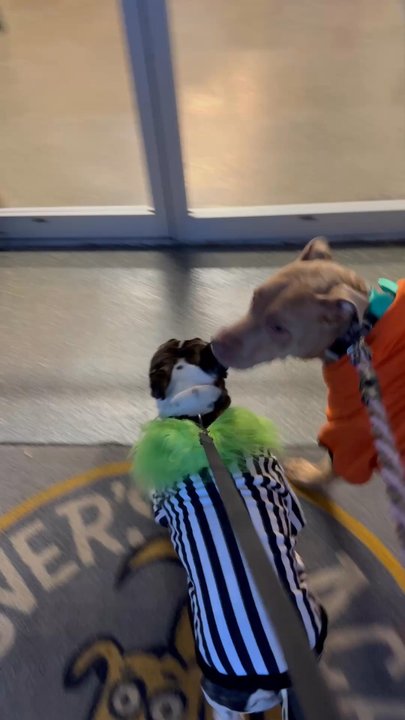 Rover’s Place - Pet Training Near Me - Northbrook, Illinois