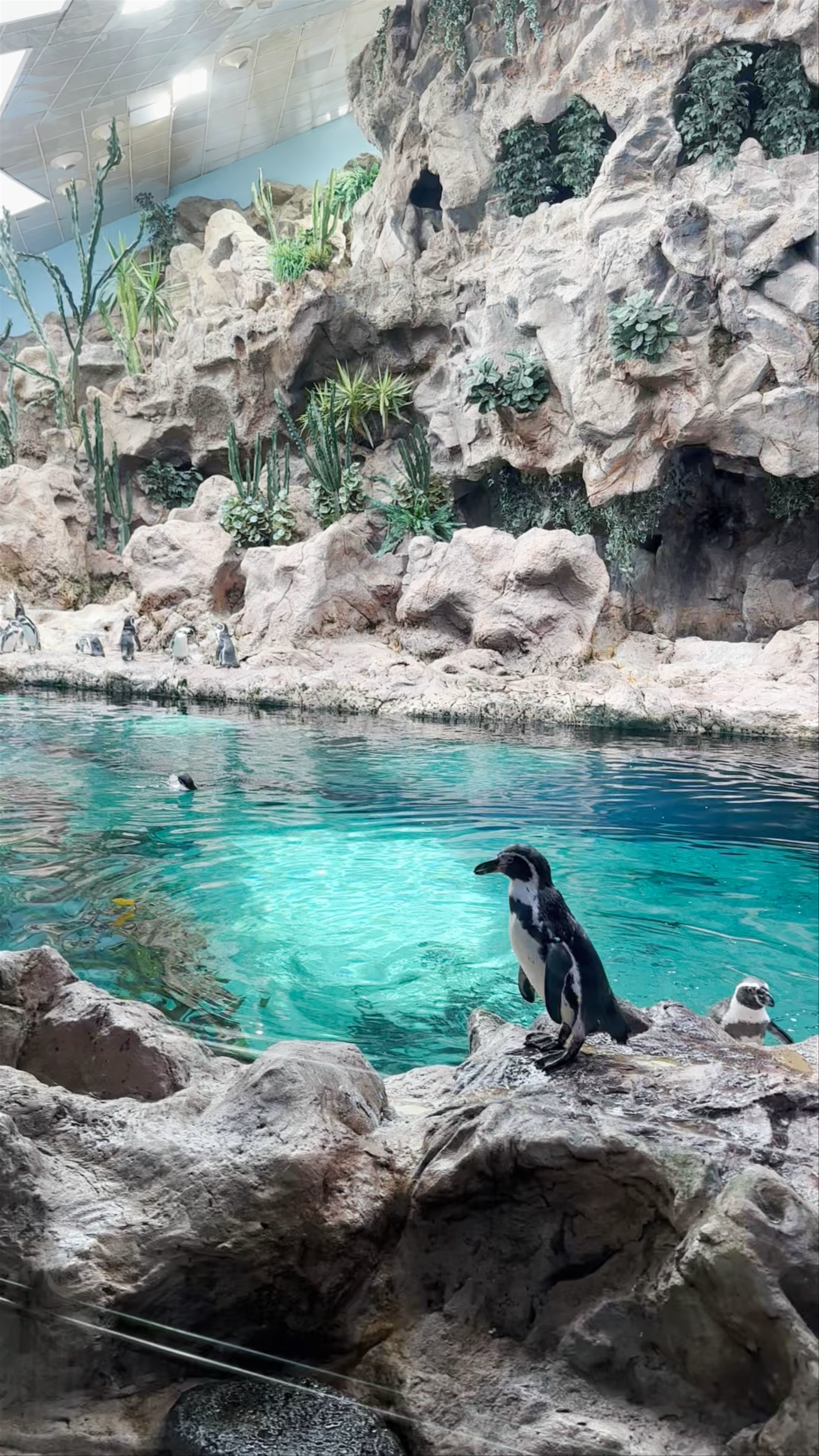 Planet Penguin: A Charming Indoor Penguin Habitat in Puerto de la Cruz, Tenerife