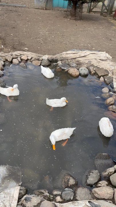 Brooks Farms - Quack quack! - Farmers Market Near Me - Mt Albert, Ontario