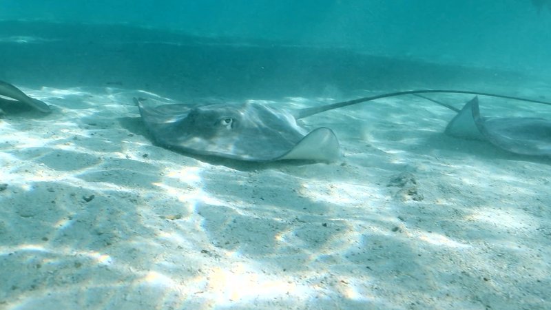 Diamond Stingray poster