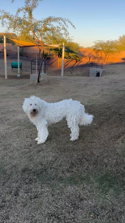 Spa Le Paw - After - Pet Groomers Near Me - Peoria, Arizona