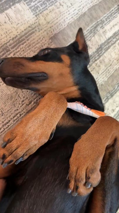 Jenny Sue's Pet Grooming - Pet Groomers Near Me - Conroe, Texas