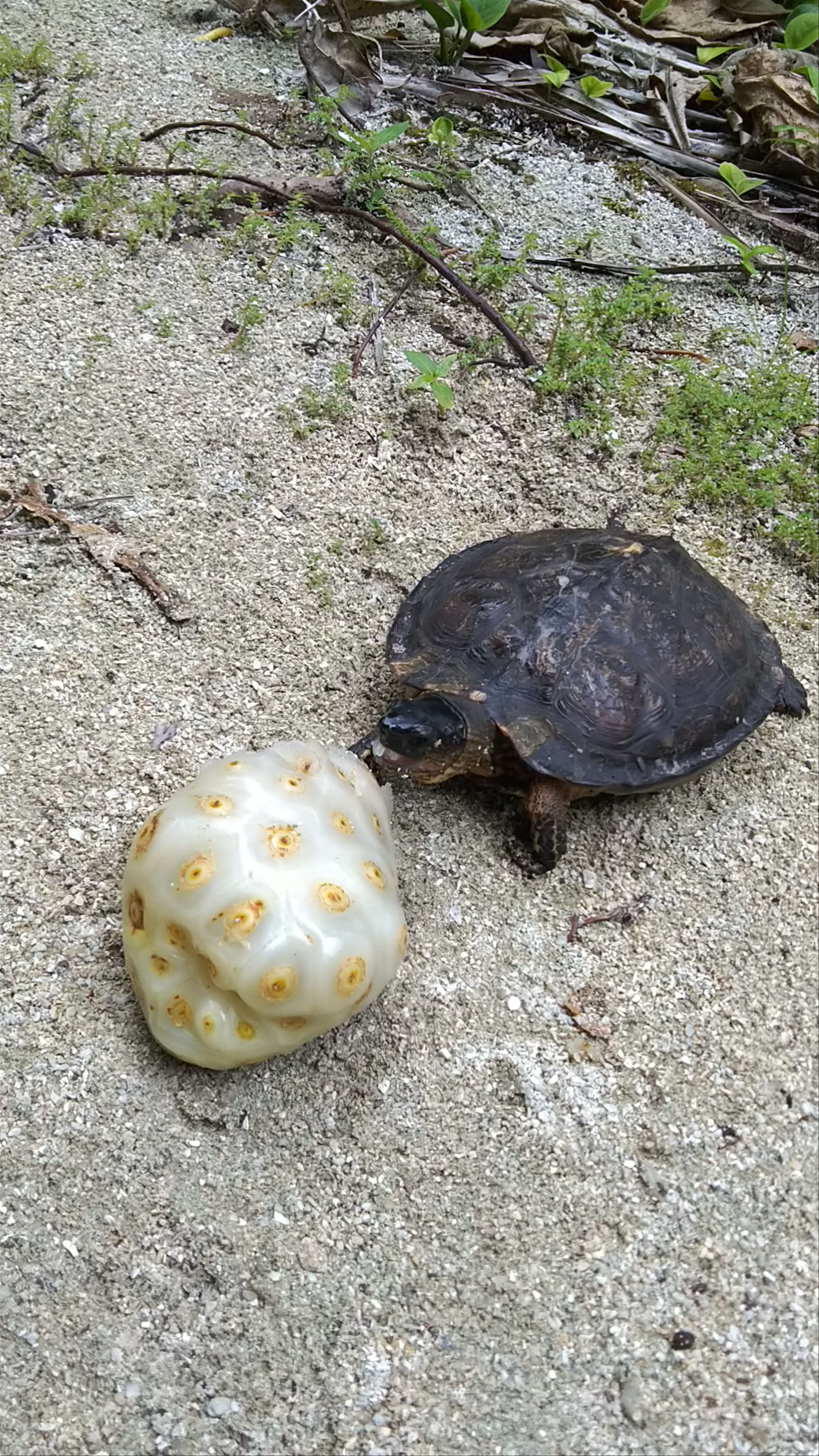 Wildlife Encounter: Turtle Interacting with Exotic Fruit on Zapatilla Island, Panama