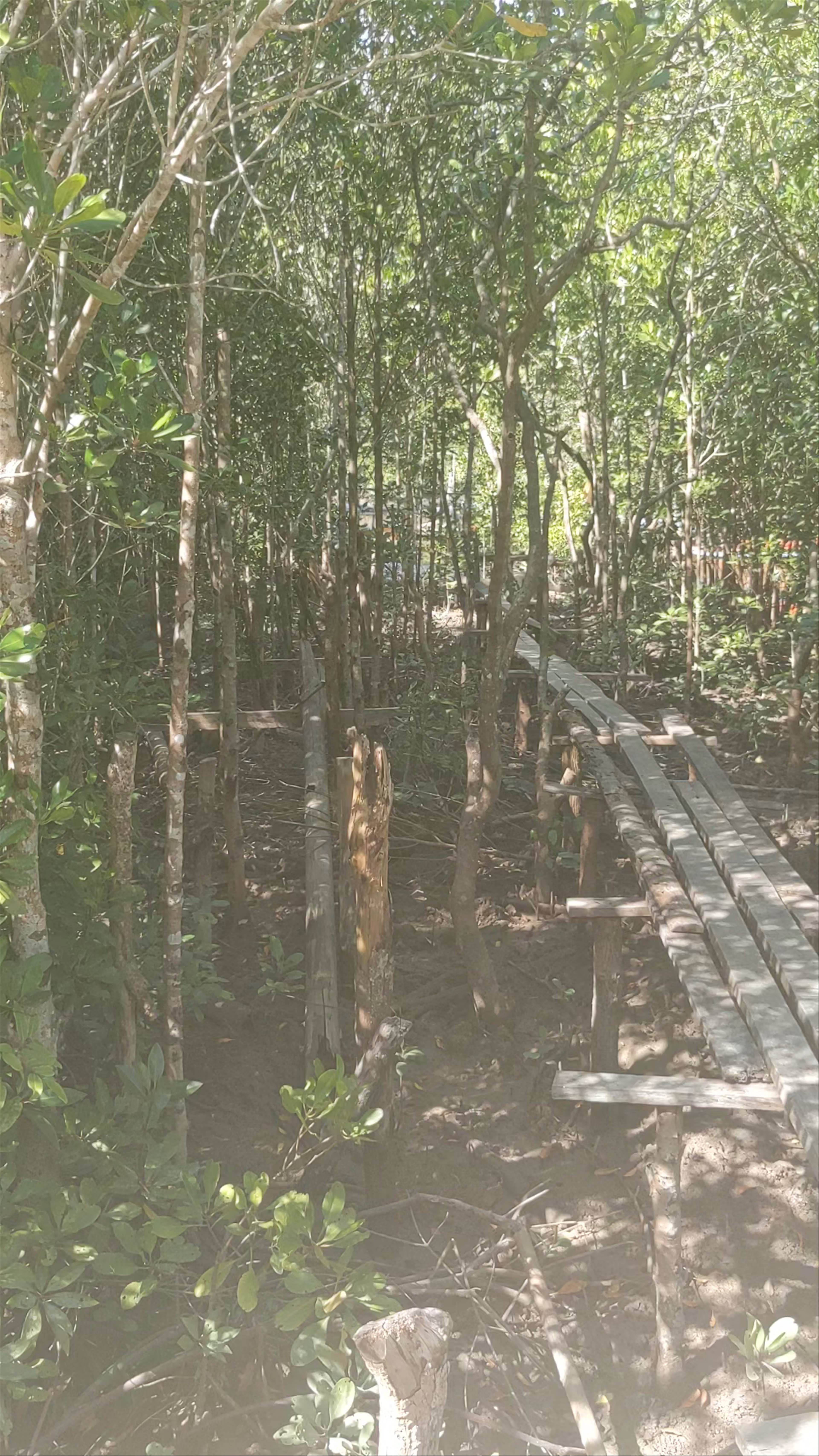 Tung Yee Peng Pier (Mangrove tour - Eco tourism)