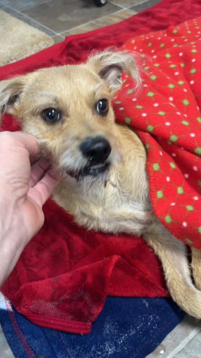 Hartz Second Chance - Pet Adoption Near Me - Collinsville, Illinois