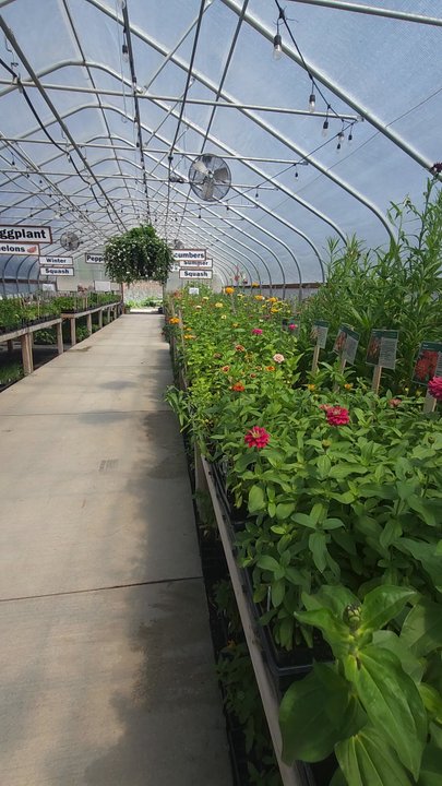 Frog Hollow Farm - Green house shenanigans. 5.31.26 - Nurseries & Gardening Near Me - Walla Walla, Washington