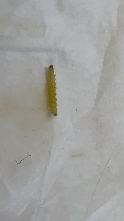 Wok Xpress - Had a bad experience here today and found a worm in my food - Asian Fusion Near Me - The Colony, Texas