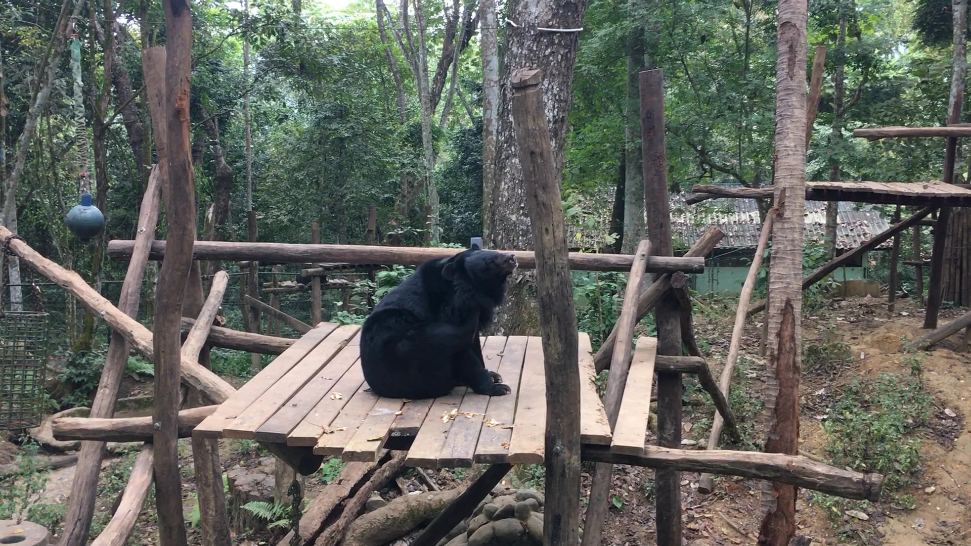 Tat Kuang Si Bear Rescue Centre, Free the Bears