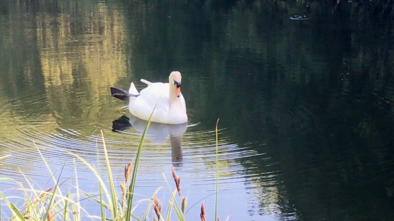 Basingstoke Canal Centre - Swan on Basingstoke Canal bear Eelmore Bridge - Boat Charters Near Me - Camberley, SRY