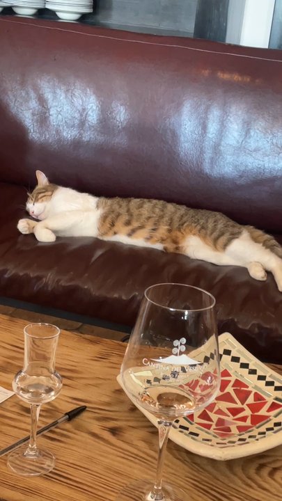 Cantina del Vesuvio Winery - Vino the cat - Beer, Wine & Spirits Near Me - Trecase, NA