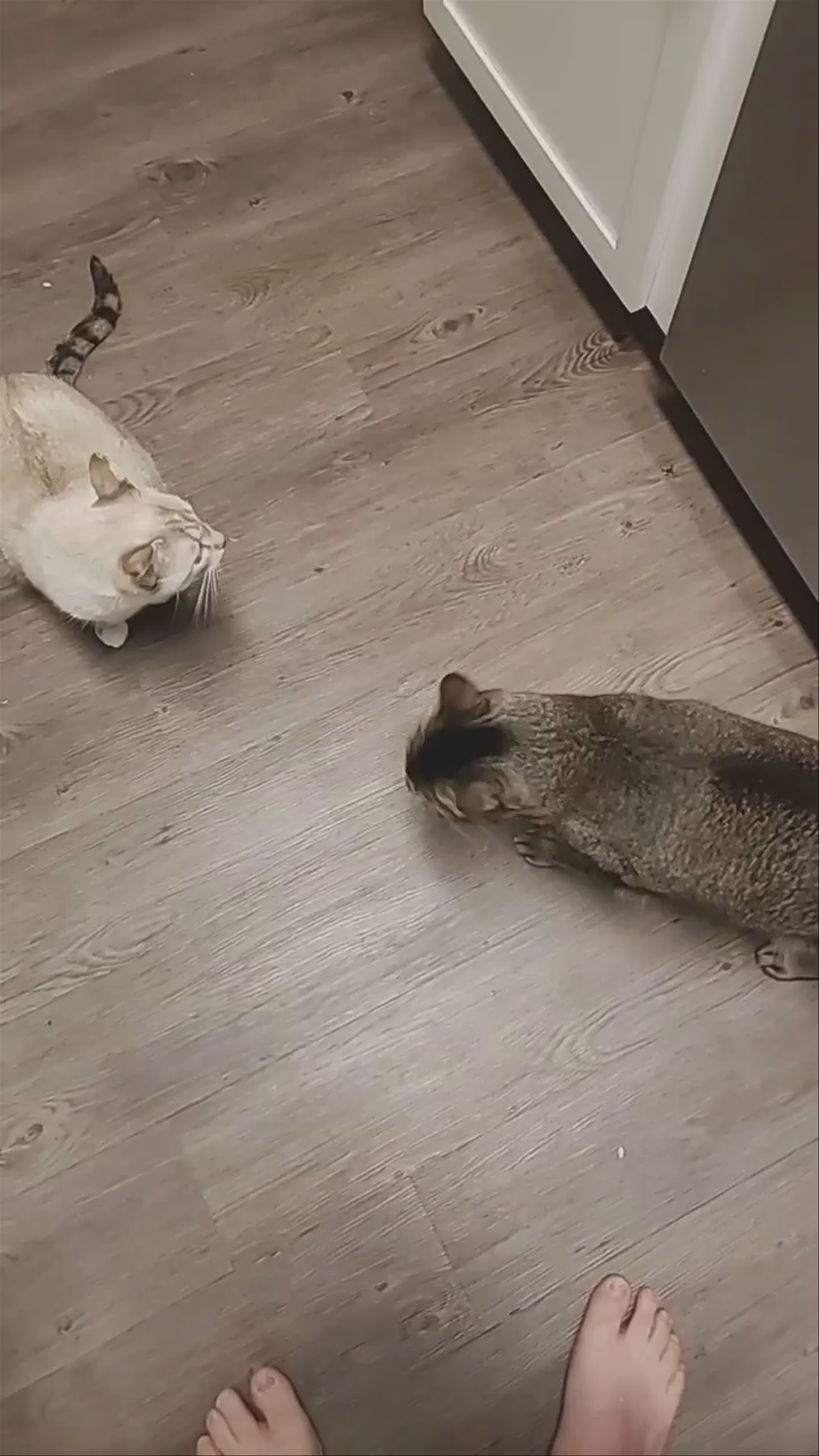 😺😺