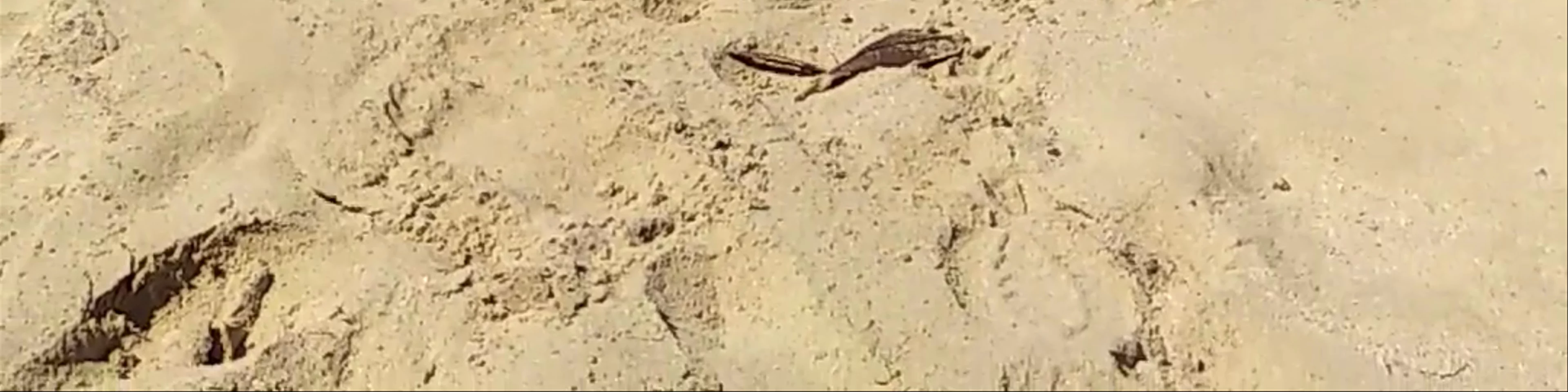 Wizard Beach