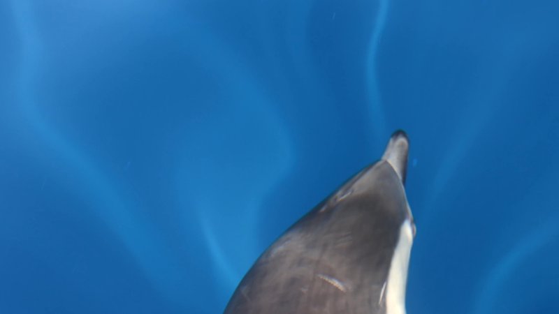 Common Dolphin poster