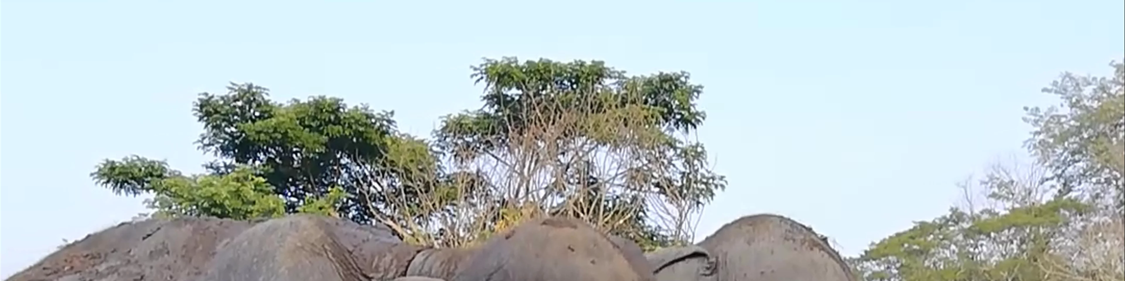 New Elephant Home