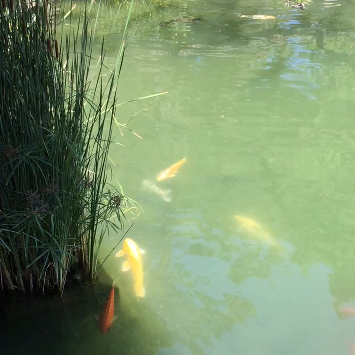 Whispering Pine Tea House - Botanical Gardens Near Me - Glendale, California