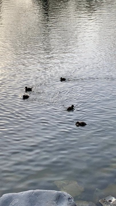 Nielsens Grove Park - Cute baby - Parks Near Me - Orem, Utah
