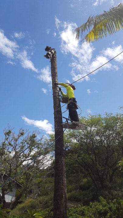 Maui Arbor Scape - David rigging a palm tree. - Tree Services Near Me