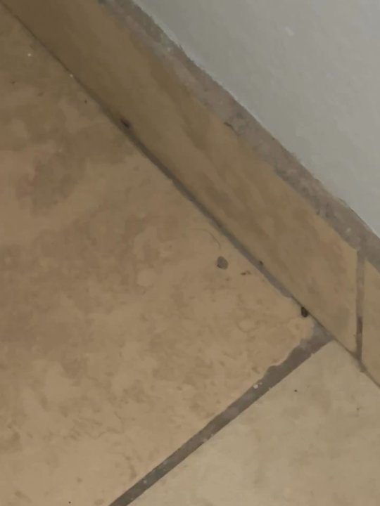 Rodeway Inn - Very dirty with what looked like bedbugs - Hotels Near Me - Rifle, Colorado