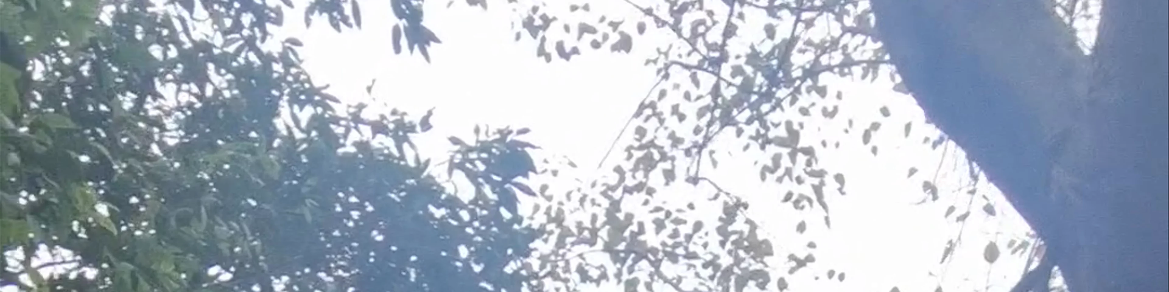 Đền Trình