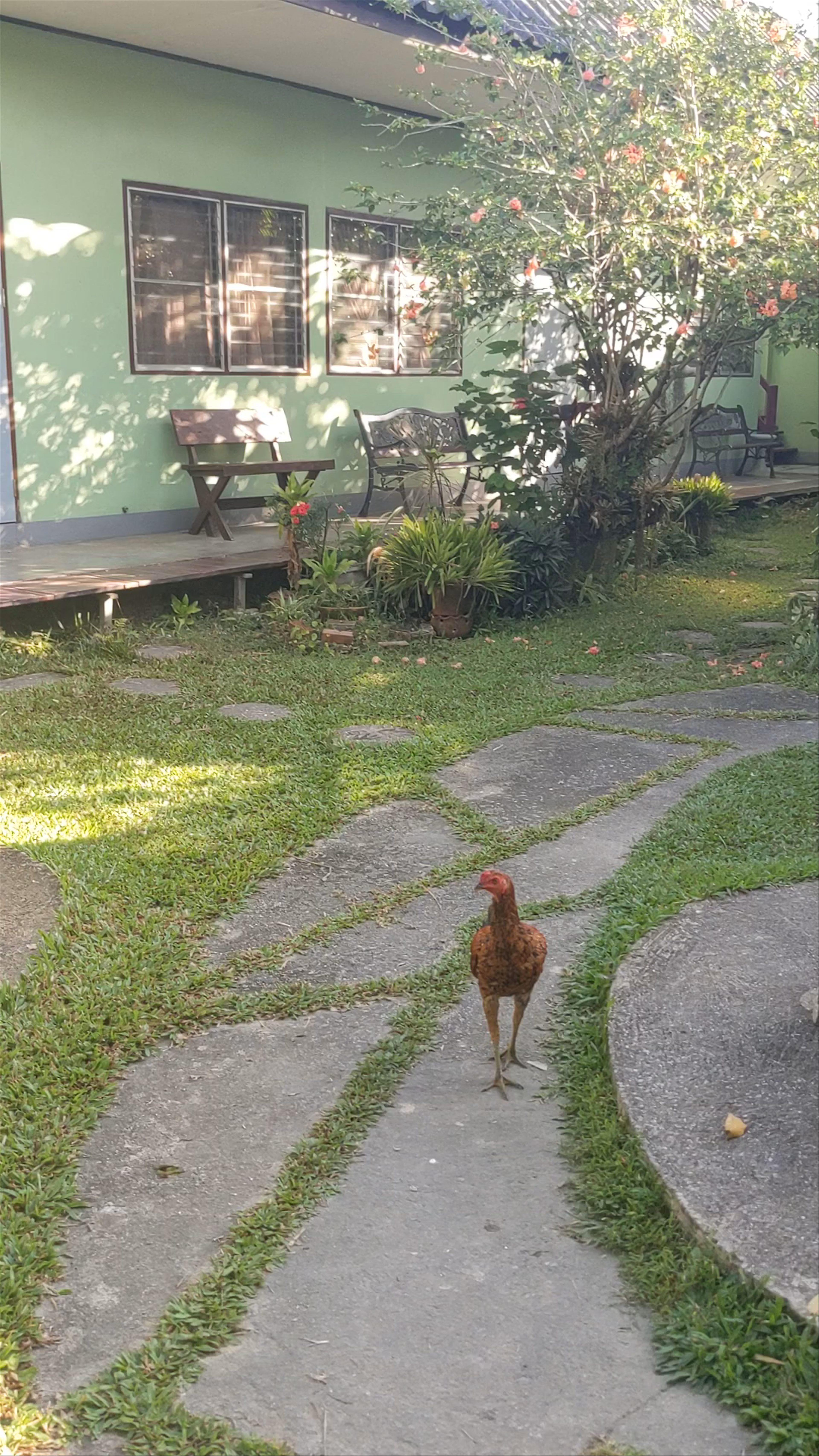 Serene Morning at Baan Bua Guesthouse, Chiang Rai