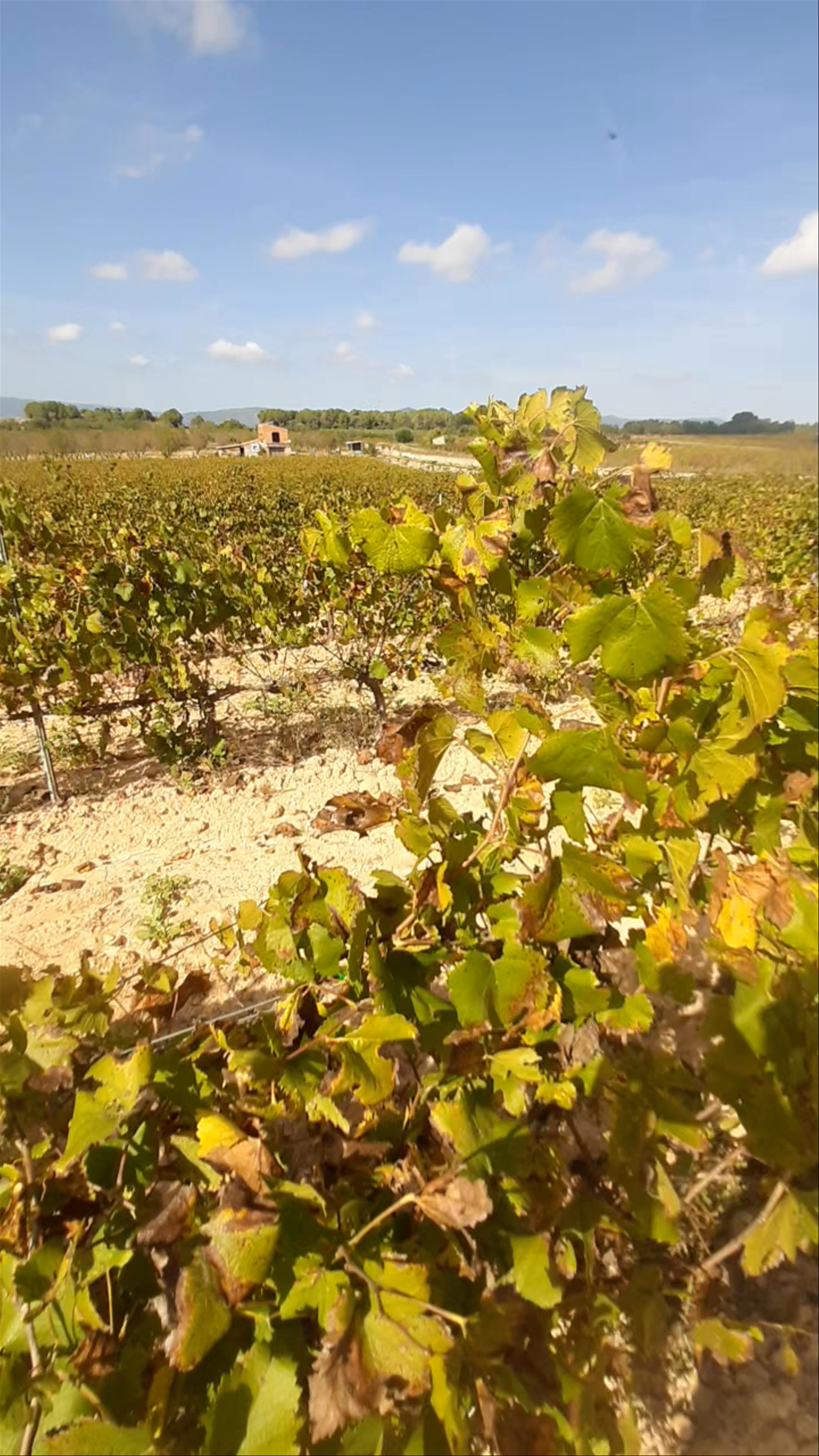 Sunlit Vineyards of Tarragona: A Scenic Escape in Catalonia