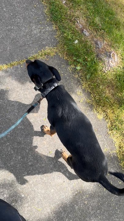 Sit Means Sit - What a good heel! - Pet Training Near Me - Tigard, Oregon
