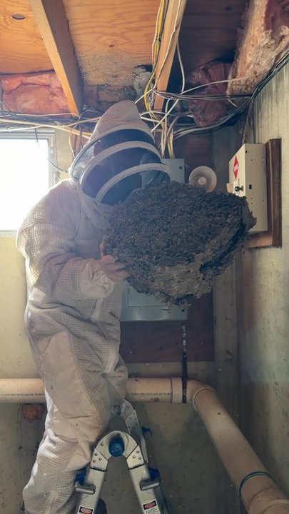 The Wasp Expert - Pest Control Near Me
