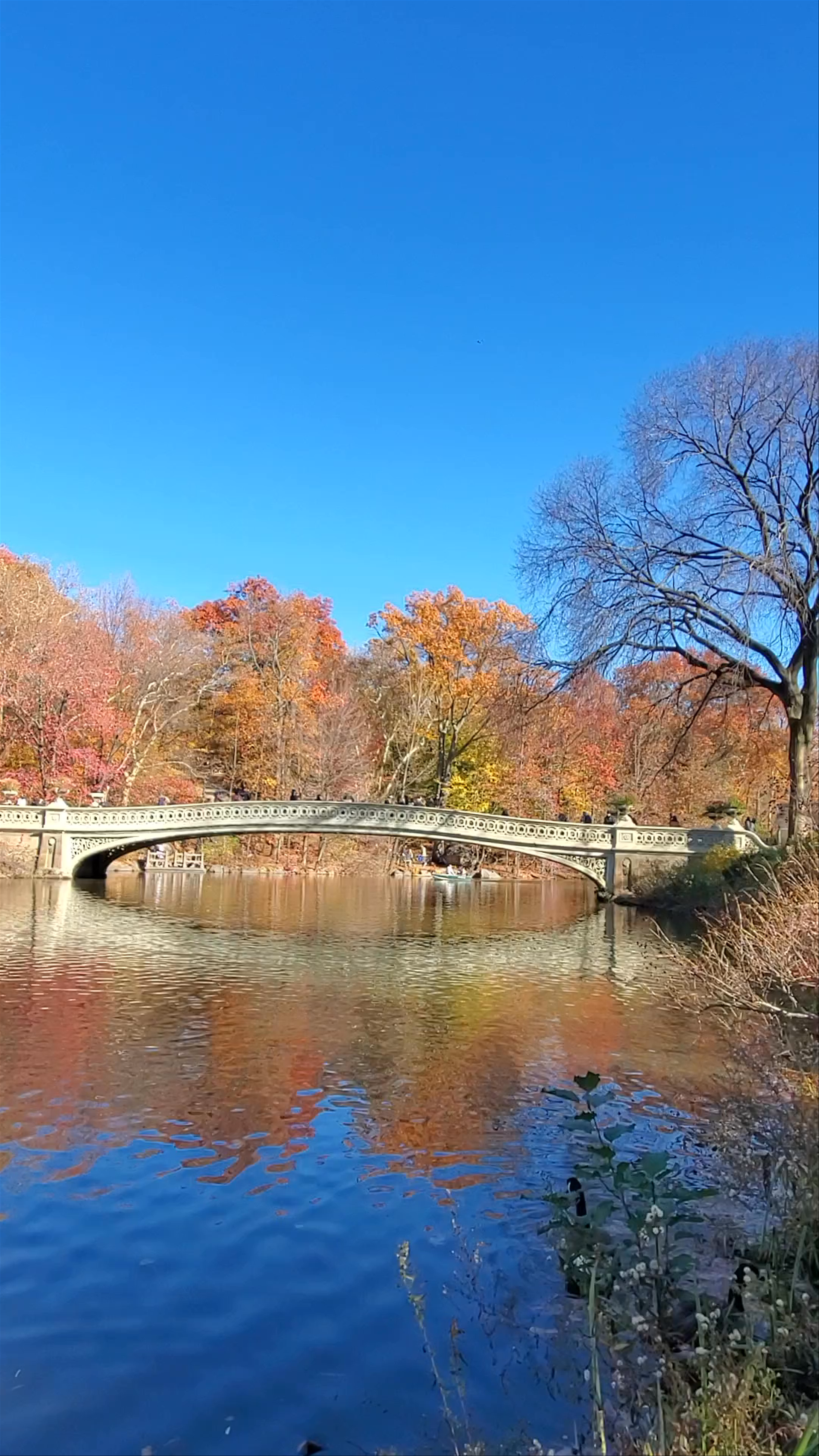 Autumn Serenity at Central Park's Bow Bridge, New York