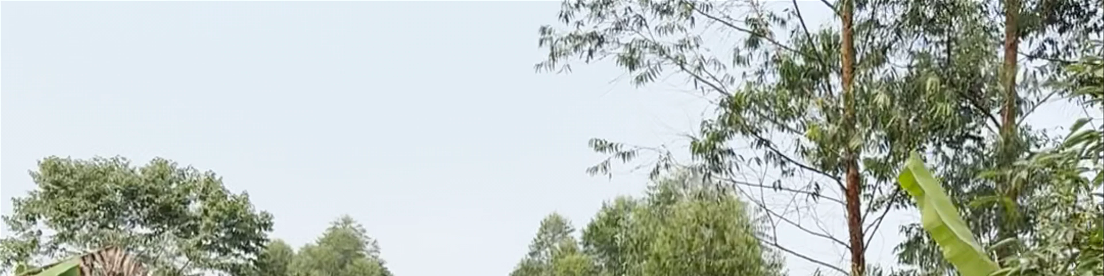 Bigodi Wetland Sanctuary
