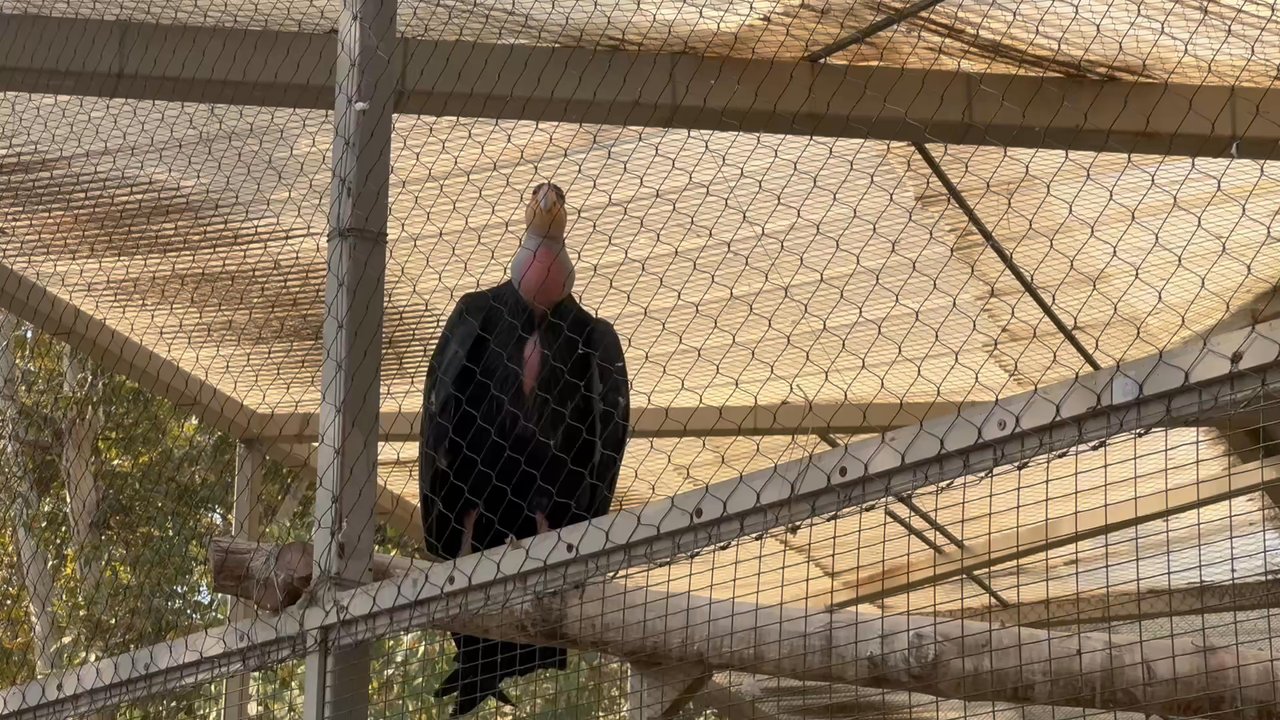 CALM Zoo - Zoos Near Me - Bakersfield, California