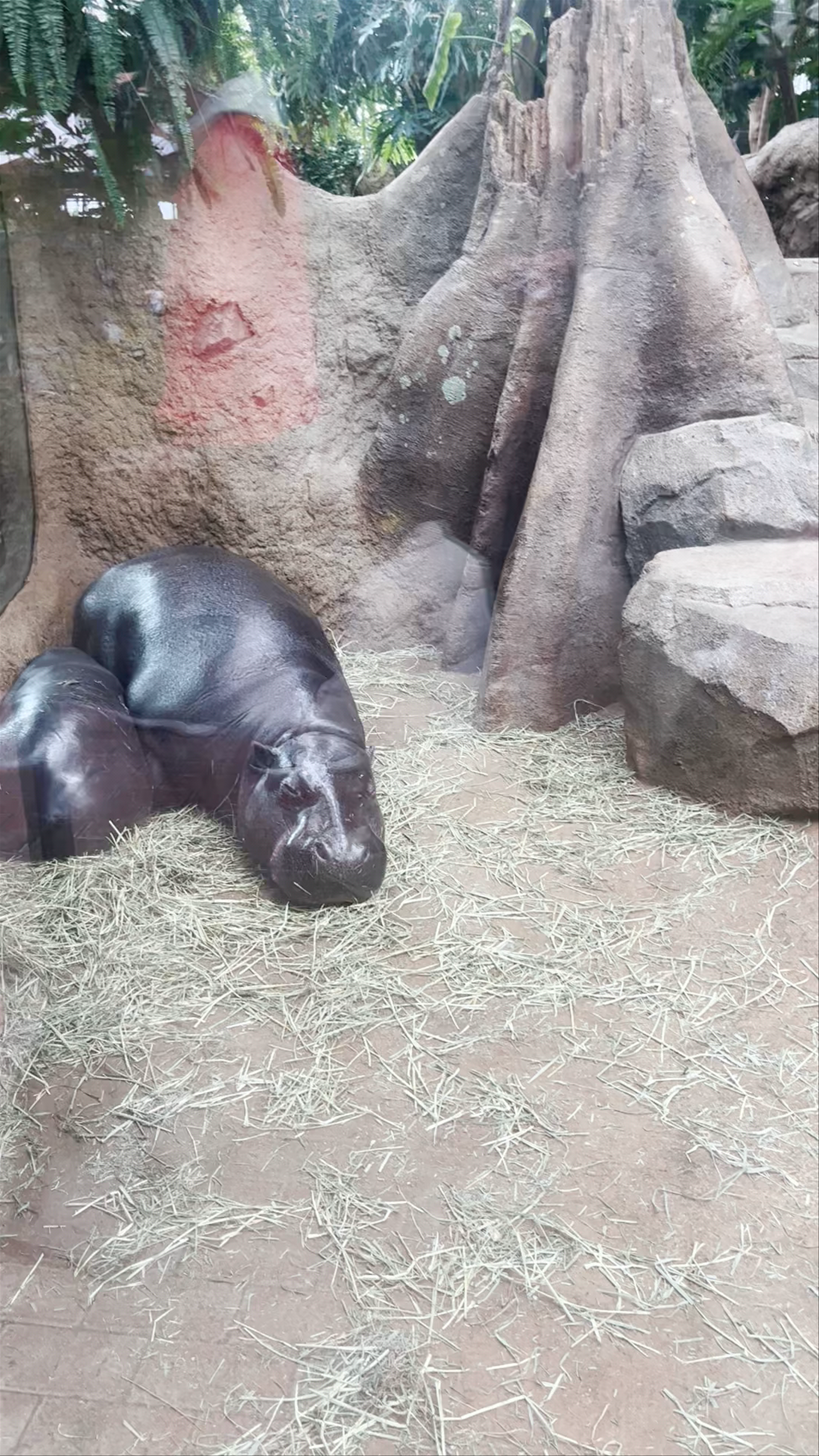Kobe Animal Kingdom