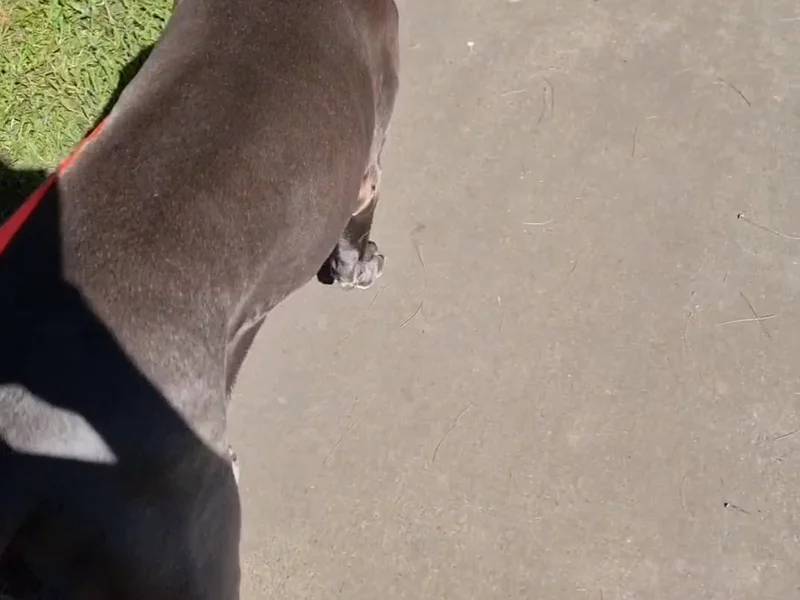 Dog Collar