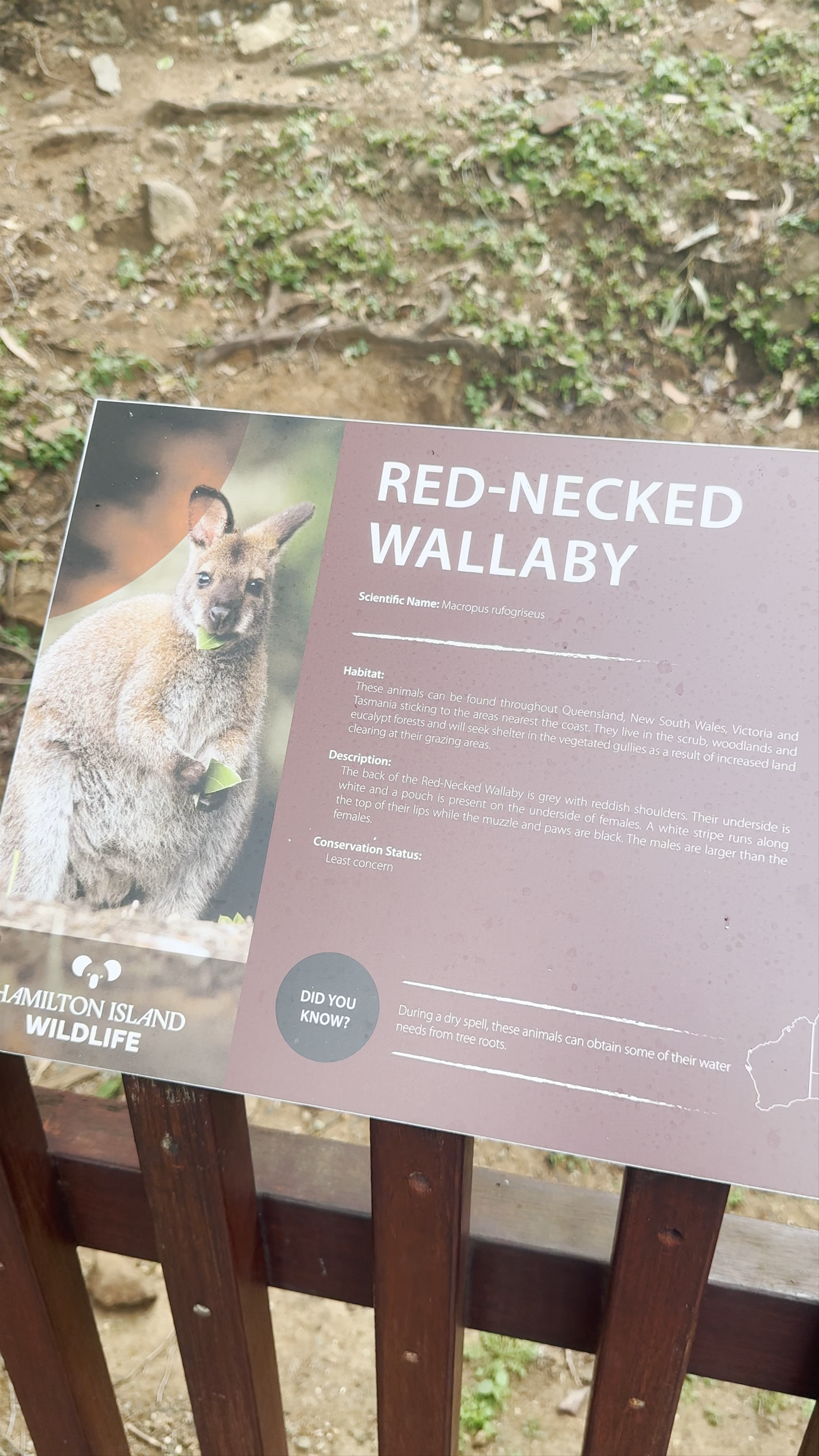 Hamilton Island Wildlife