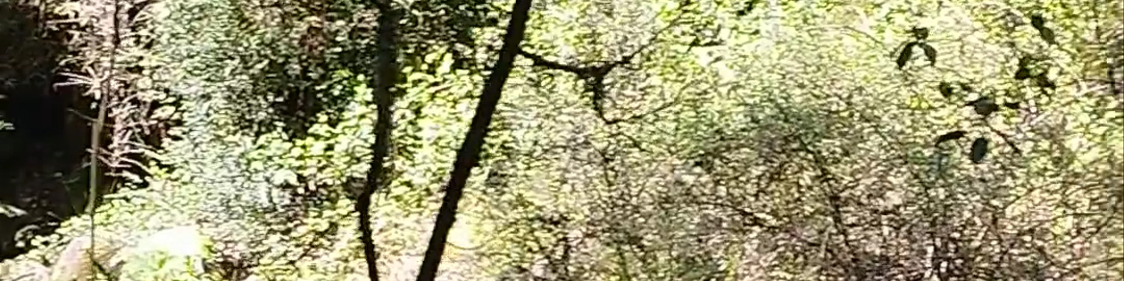Los Ojos del Caburgua y Laguna Azul - Acceso Ojos del Caburgua