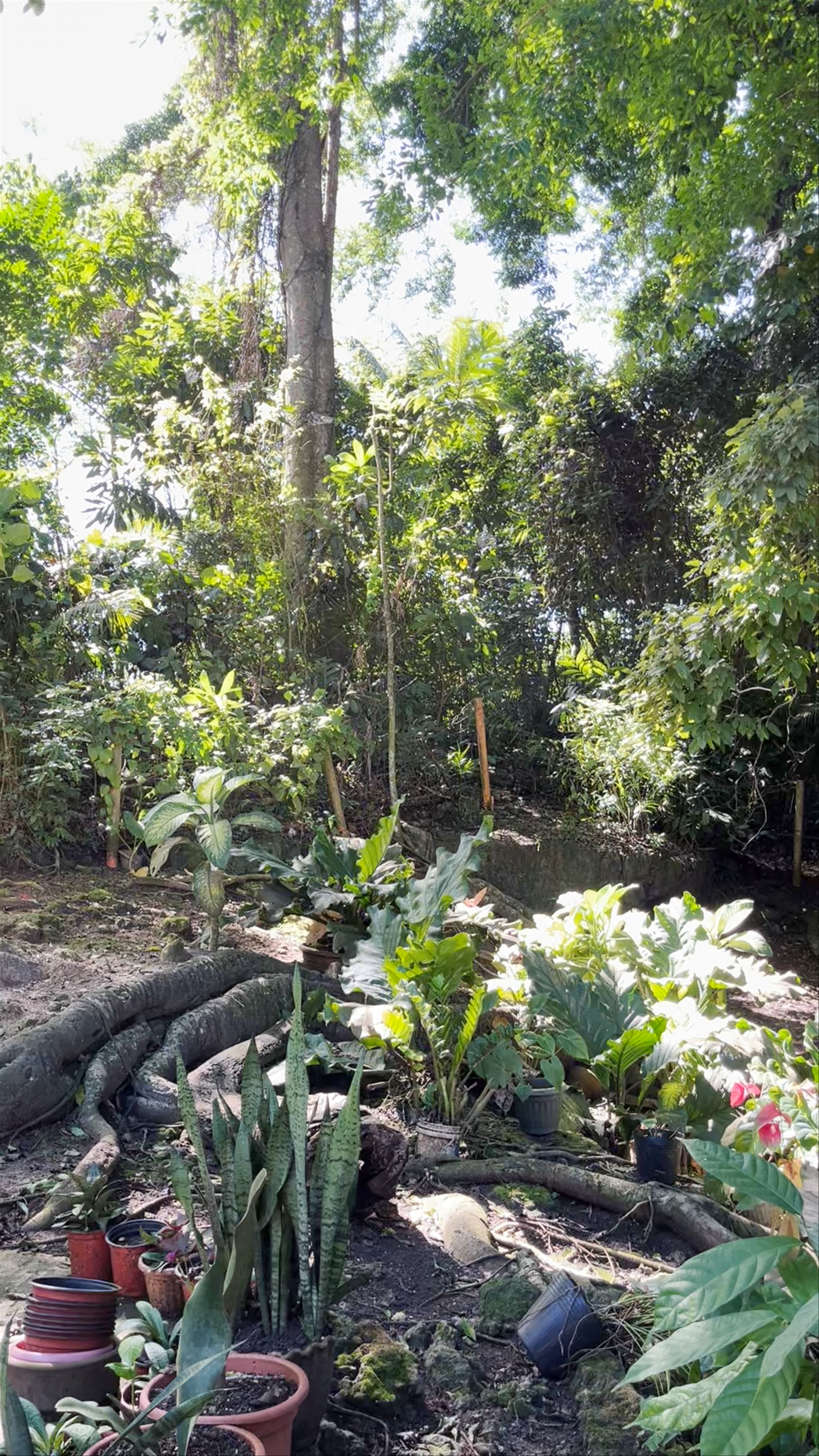 Old Enchanted Balete Tree: Nature’s Living Legend in Siquijor