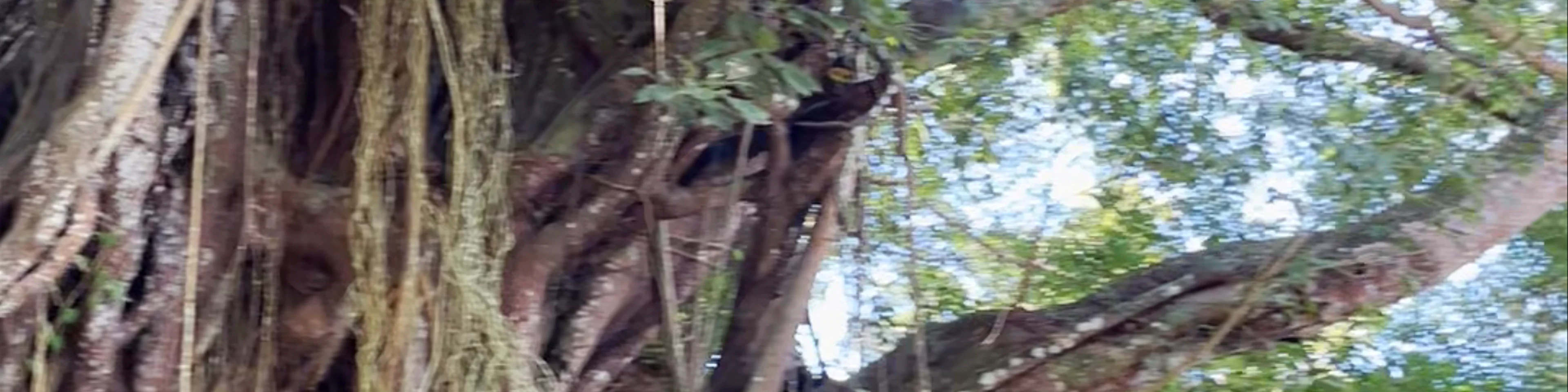 Old Enchanted Balete Tree