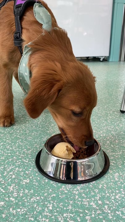 Salty Paws - Daisy enjoying the pumpkin ice cream with rabbit toppings. - Pet Stores Near Me - Milwaukee, Wisconsin