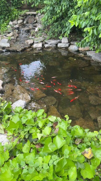 Two Fish - Pretty pond! - Landscaping Near Me - Louisville, Kentucky