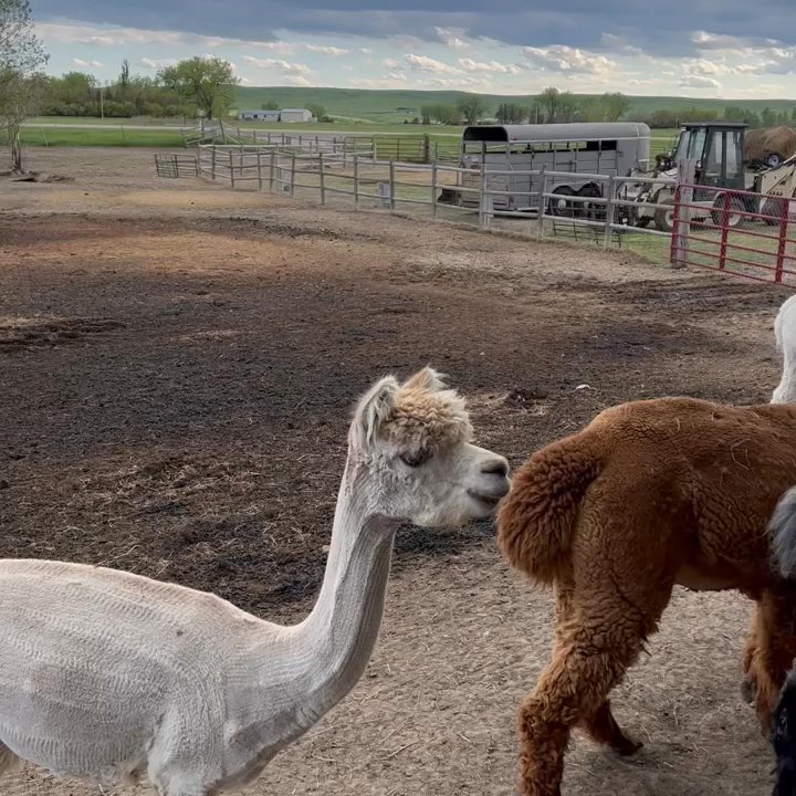 Caputa Alpacas - Attraction Farms Near Me - Rapid City, South Dakota