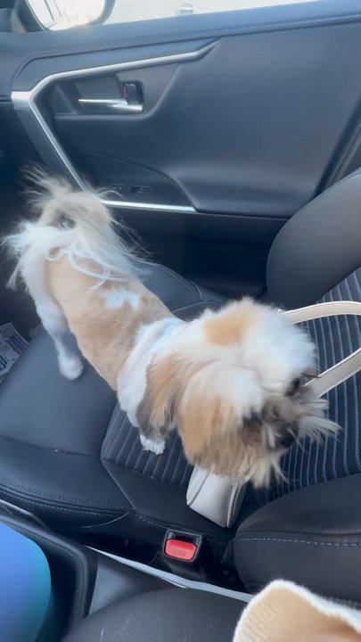 Cosmopawlitan - And after - Pet Groomers Near Me - Simi Valley, California
