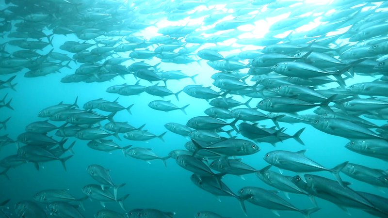 School of Bigeye Trevally in Baja, Mexico poster