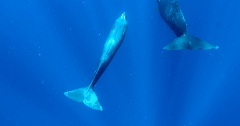 Pod of Sperm Whales in Dominica poster